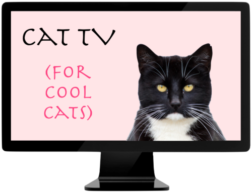 Cat TV for cool cats